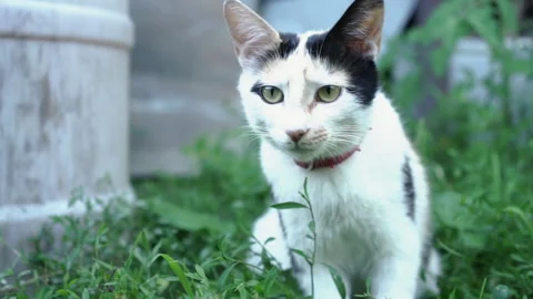 Kittens &amp; Cats Stock Footage 135664384