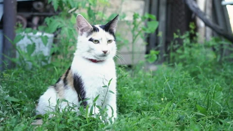 Kittens &amp; Cats Stock Footage 135664470