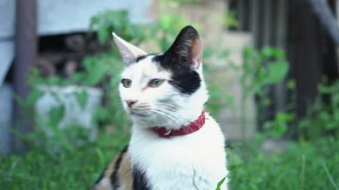 Kittens &amp; Cats Stock Footage 135664617