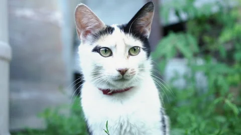 Kittens &amp; Cats Stock Footage 135664626