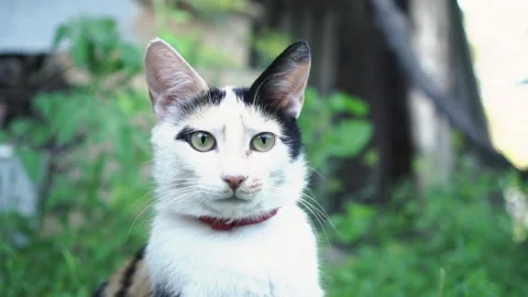 Kittens &amp; Cats Stock Footage 135664748