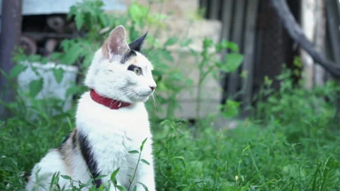 Kittens &amp; Cats Stock Footage 135664827