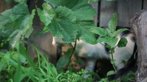 Kittens &amp; Cats Stock Footage 135664855