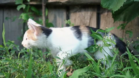 Kittens &amp; Cats Stock Footage 135665069