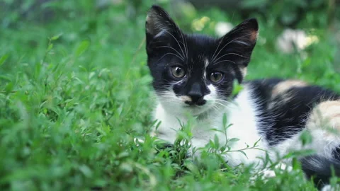 Kittens &amp; Cats Stock Footage 135665254