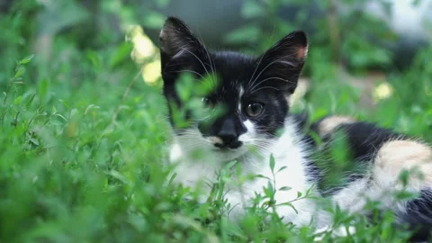 Kittens &amp; Cats Stock Footage 135665359