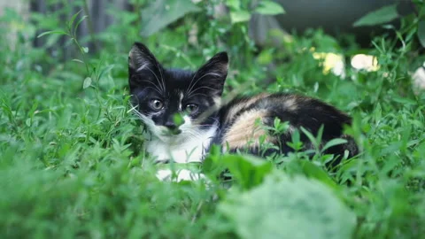 Kittens &amp; Cats Stock Footage 135665452