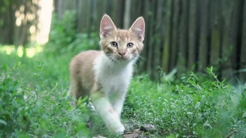 Kittens &amp; Cats Stock Footage 135665549