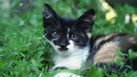 Kittens &amp; Cats Stock Footage 135665588