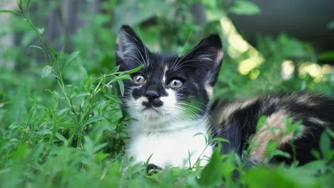 Kittens &amp; Cats Stock Footage 135665743