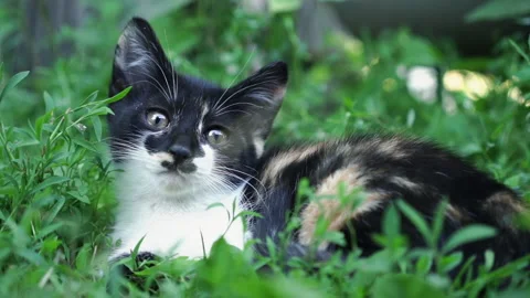 Kittens &amp; Cats Stock Footage 135666027