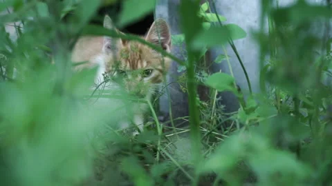 Kittens &amp; Cats Stock Footage 135666103