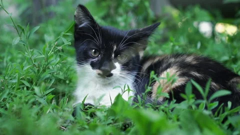 Kittens &amp; Cats Stock Footage 135666348