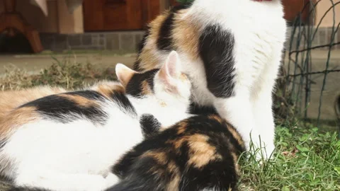 Kittens &amp; Cats Stock Footage 135674549