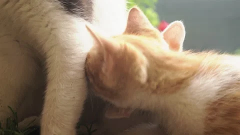 Kittens &amp; Cats Stock Footage 135674864