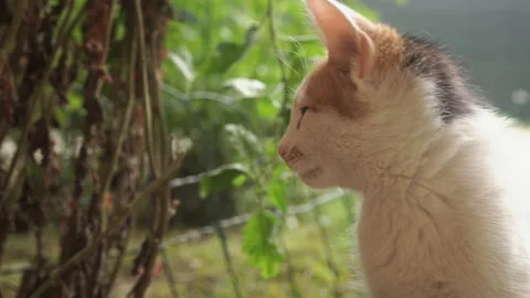 Kittens &amp; Cats Stock Footage 135674911