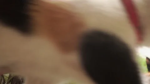 Kittens &amp; Cats Stock Footage 135675035