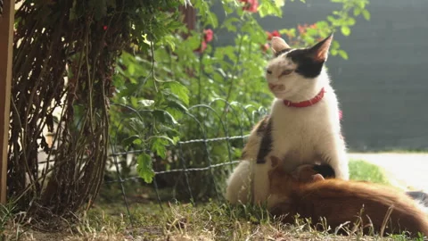 Kittens &amp; Cats Stock Footage 135739760