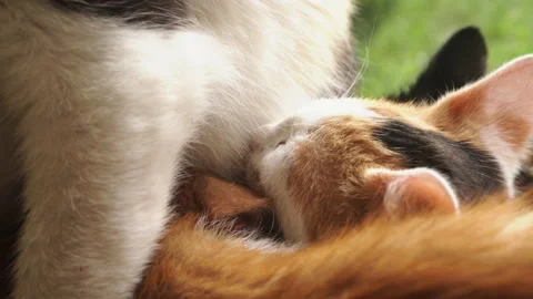 Kittens &amp; Cats Stock Footage 135739797
