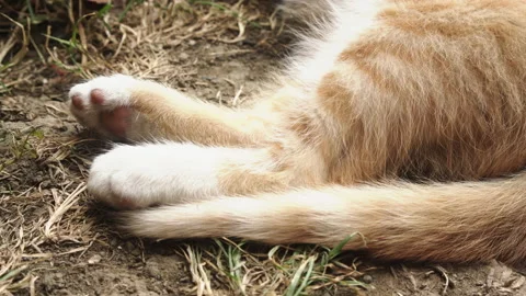 Kittens &amp; Cats Stock Footage 135740169