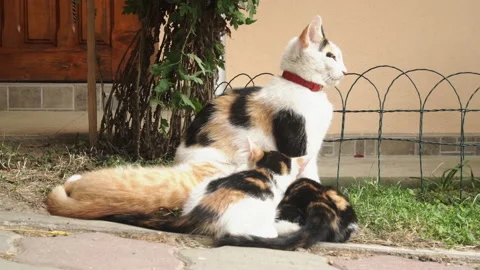 Kittens &amp; Cats Stock Footage 135740226