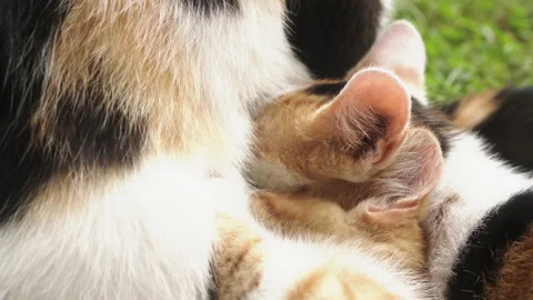 Kittens &amp; Cats Stock Footage 135740365