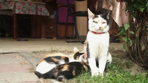 Kittens &amp; Cats Stock Footage 135740770