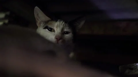 Kittens &amp; Cats Stock Footage 135744140