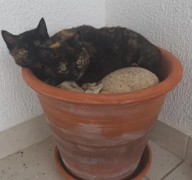 Kittens in a Ceramic Pot 写真素材