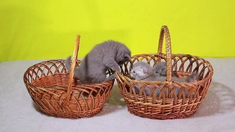 Kittens climbing over one of the baskets to another . grey lop-eared Scot Stock Footage 105231713