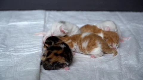 Kittens on a diaper Stock Footage 91225549