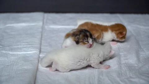 Kittens on a diaper Stock Footage 91225573