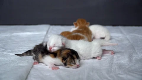 Kittens on a diaper Stock Footage 91225588