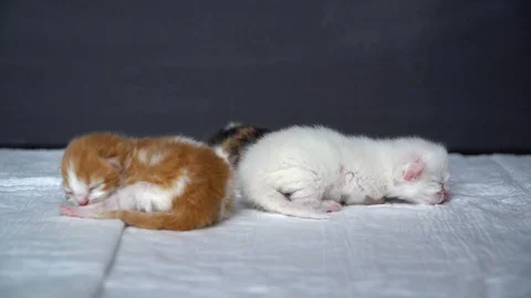Kittens on a diaper Stock Footage 91225618