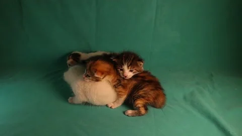 Kittens of different colors: 2 Tabby, White and white spotted kitten Video stock 151109598