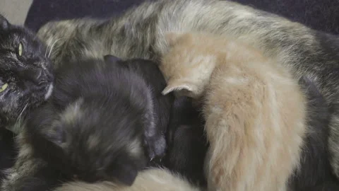 Kittens of different colors looking for space to nurse Stock Footage 143284712