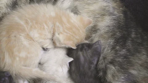 Kittens of different colors looking for space to breastfeed, mother abruptly lea Stock Footage 143285024