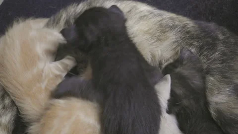 Kittens of different colors looking for space to breastfeed Stock Footage 143285680