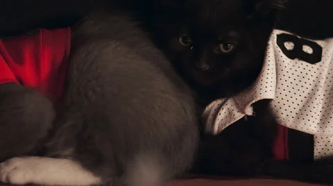 Kittens Dressed in Jerseys Видео 51006163
