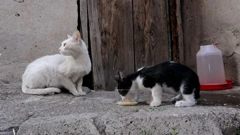 Kittens drinking milk under the watch of them mother. kitten, white &amp; black cat Stock Footage 141232189