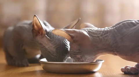 Kittens eat Vídeo Stock 52014144