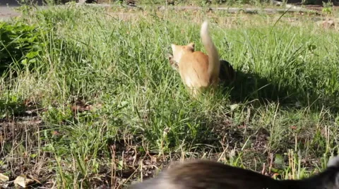 Kittens eat grass Stock Footage 5297738