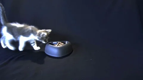 Kittens eating Stock Footage 77803906