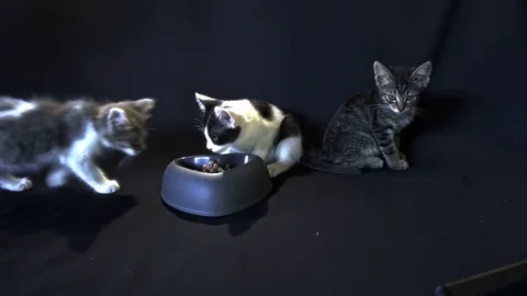 Kittens eating Stock-Footage 77803955