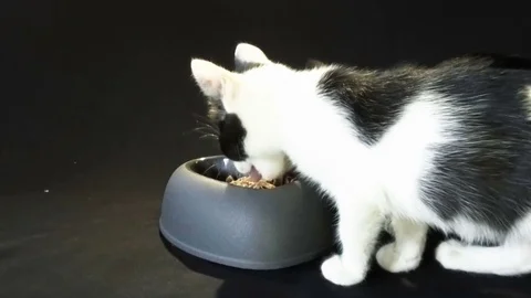 Kittens eating Видео 77873109