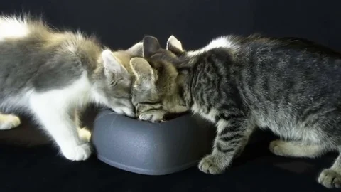 Kittens eating Stock Footage 77873395