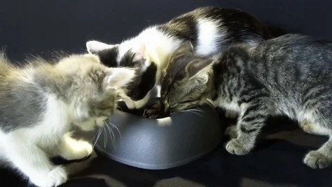 Kittens eating Stock-Footage 77874088