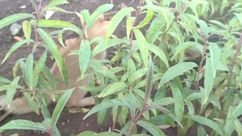 Kittens Exploring a Garden Bed Stock Footage 337519600