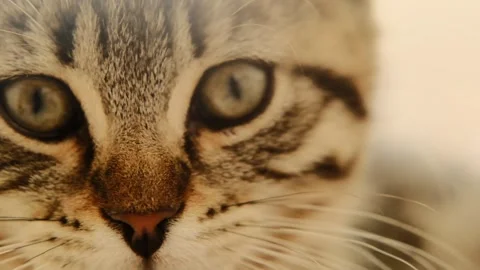 A kittens face in soft, bright, blurred light.Pet Care 库存影片 335894708