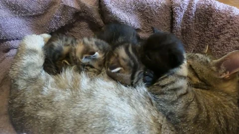 Kittens feed Vídeo Stock 240075713